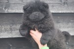 Chow Chow (teef) 30734