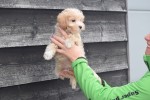 Maltipoo (reu) 30020
