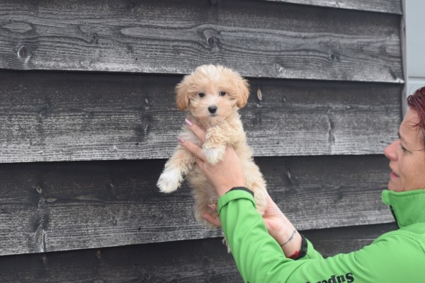 Maltipoo (reu) 30020