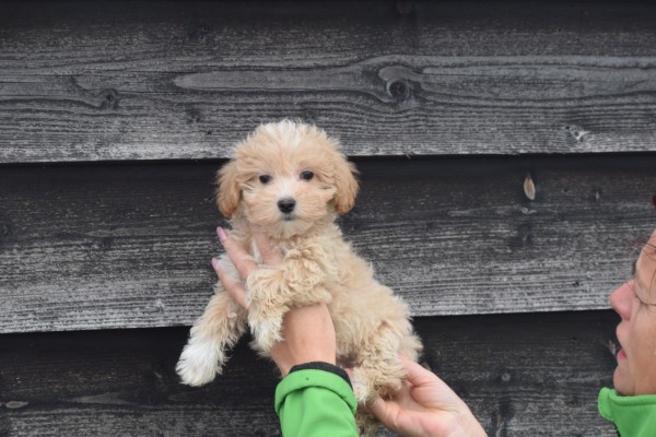 Maltipoo (reu) 30020