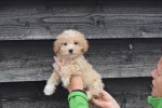 Maltipoo (reu) 30020
