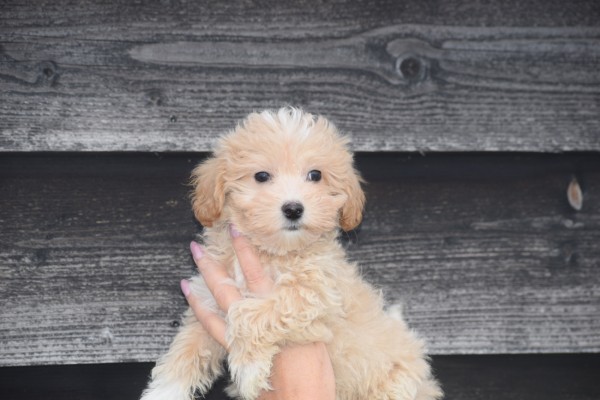 Maltipoo (reu) 30020