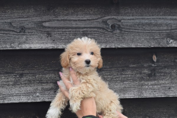 Maltipoo (reu) 30020