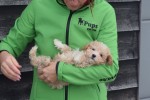 Maltipoo (reu) 30020