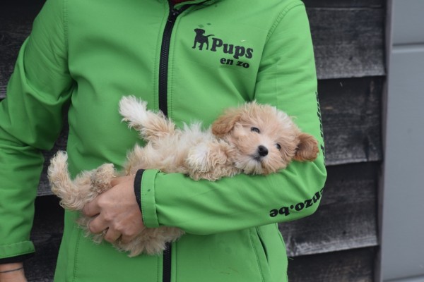 Maltipoo (reu) 30020