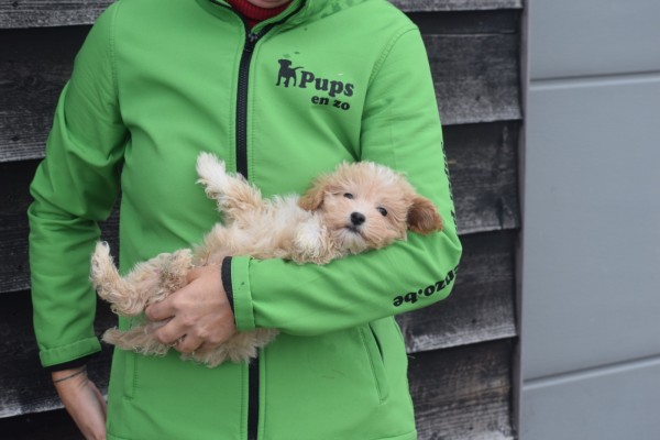 Maltipoo (reu) 30020
