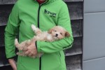 Maltipoo (reu) 30020