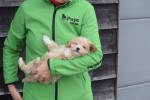Maltipoo (reu) 30020