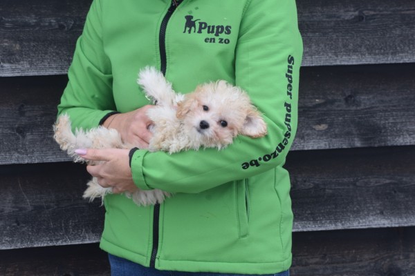 Maltipoo (reu) 30001