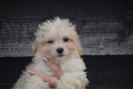 Maltipoo (reu) 30001