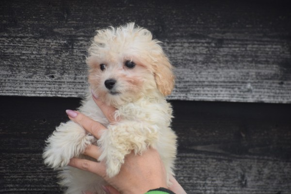 Maltipoo (reu) 30001
