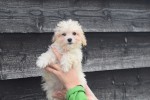 Maltipoo (reu) 30001