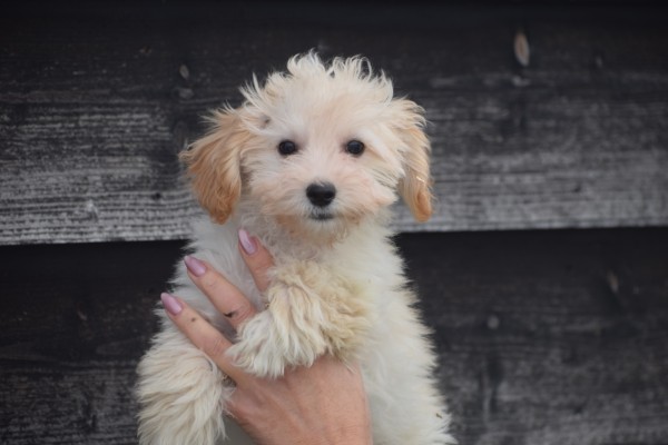 Maltipoo (reu) 30011
