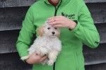 Maltipoo (reu) 30011