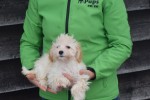 Maltipoo (reu) 30011