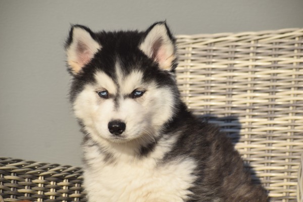 Husky sybérien (reu) 30610