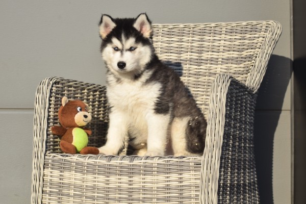 Husky sybérien (reu) 30610