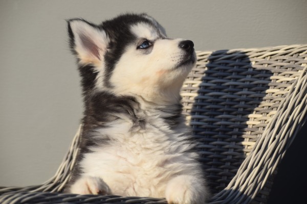 Husky sybérien (reu) 30610