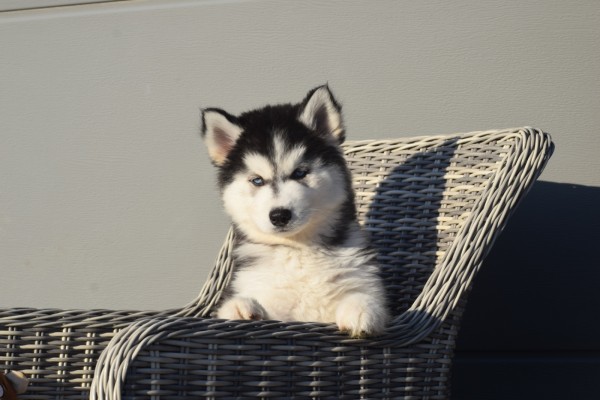 Husky sybérien (reu) 30610