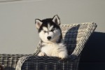 Husky sybérien (reu) 30610