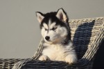 Husky sybérien (reu) 30610
