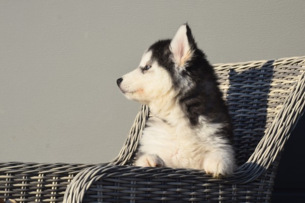 Husky sybérien (reu) 30610