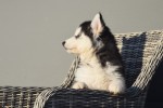 Husky sybérien (reu) 30610