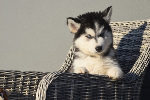 Husky sybérien (reu) 30610