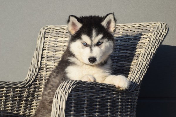 Husky sybérien (reu) 30610