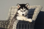 Husky sybérien (reu) 30610