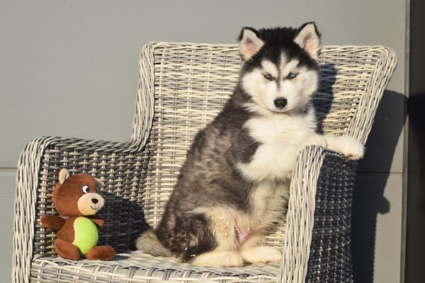 Husky sybérien (reu) 30610