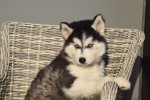 Husky sybérien (reu) 30610