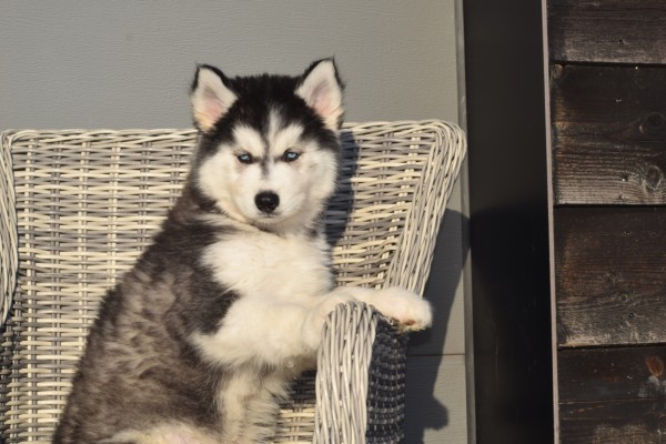 Husky sybérien (reu) 30610