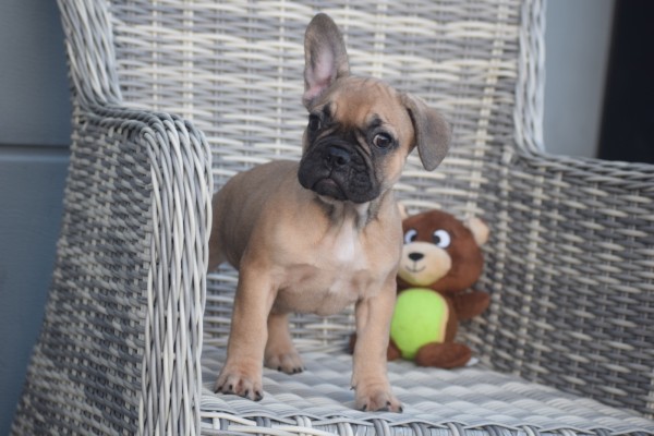 Franse bulldog (teef) 39744