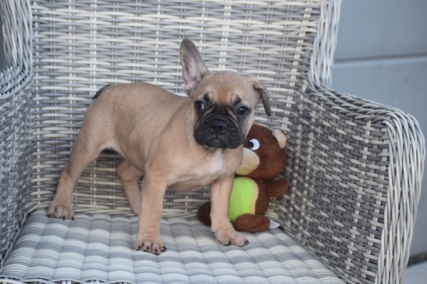Franse bulldog (teef) 39744