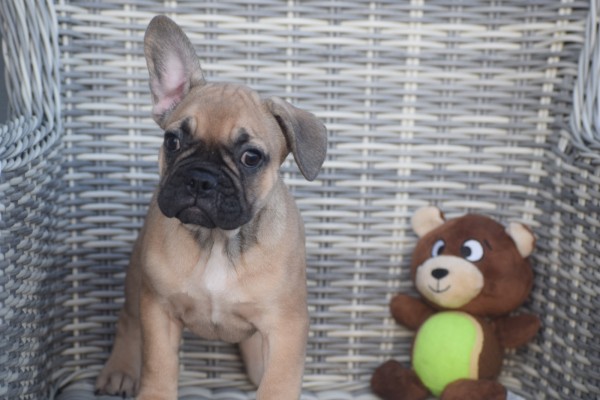 Franse bulldog (teef) 39744