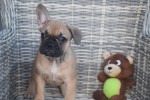 Franse bulldog (teef) 39744