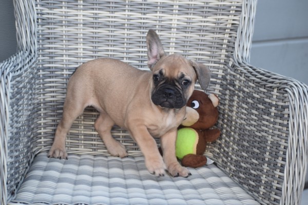 Franse bulldog (teef) 39744