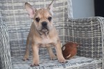 Franse bulldog (reu) 39796