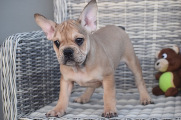Franse bulldog (reu) 39796