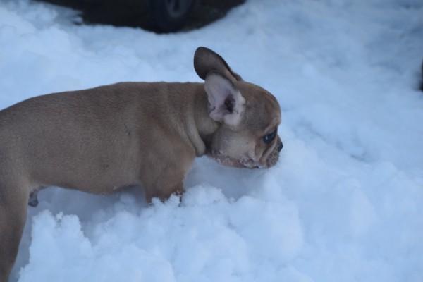 Franse bulldog (reu) 39796