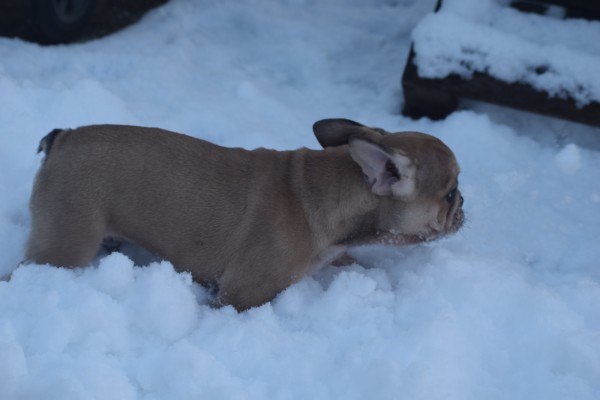 Franse bulldog (reu) 39796