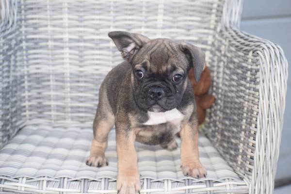 Franse bulldog (teef) 39794