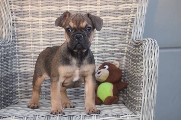 Franse bulldog (reu) 39774