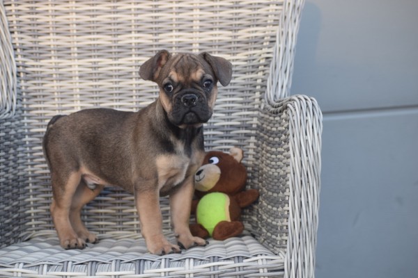 Franse bulldog (reu) 39774