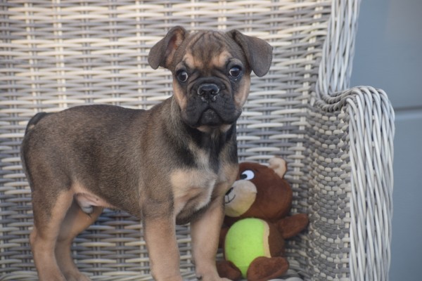 Franse bulldog (reu) 39774