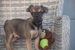 Franse bulldog (reu) 39774
