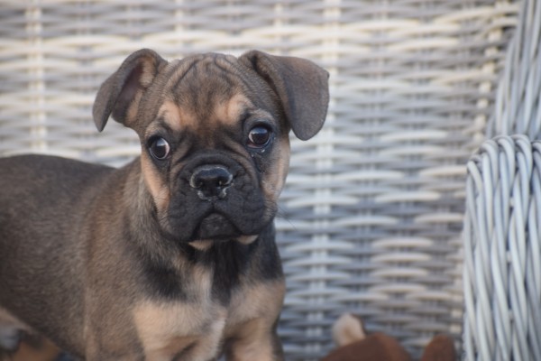 Franse bulldog (reu) 39774