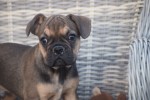 Franse bulldog (reu) 39774