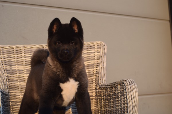 Akita Inu (teef) 30601